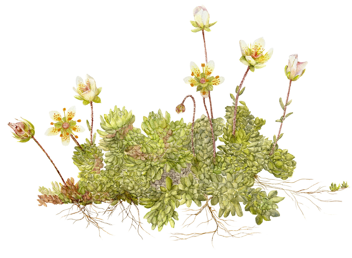 Saxifraga